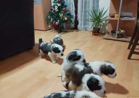 Stenci BERNARDINACA   sa papirima - 8/8