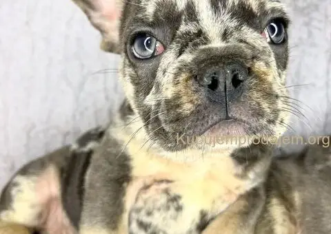 Francuski Buldog stenci egzoticnih boja - 1/8