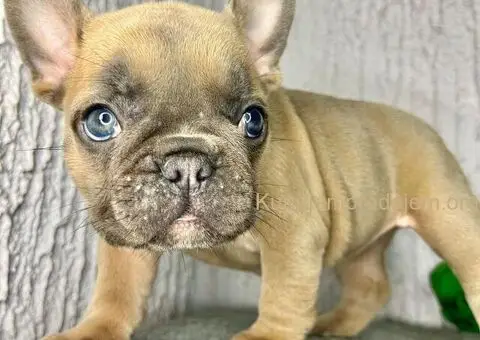 Francuski Buldog stenci egzoticnih boja - 2/8