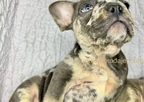 Francuski Buldog stenci egzoticnih boja - 4/8