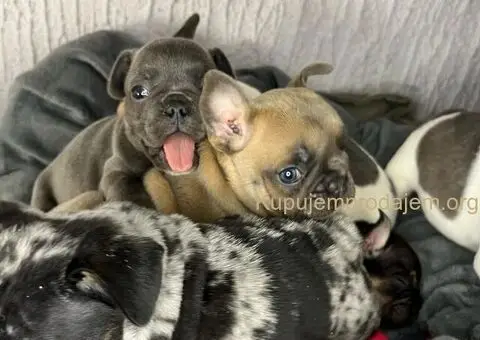 Francuski Buldog stenci egzoticnih boja - 6/8