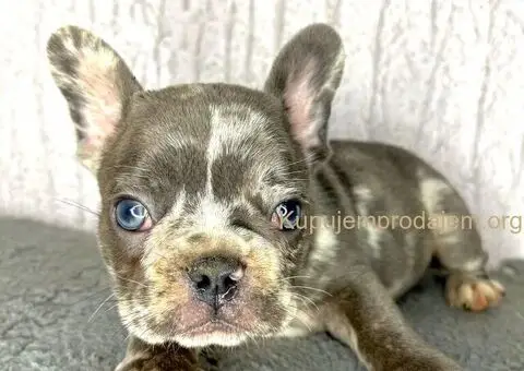 Francuski Buldog stenci egzoticnih boja - 7/8