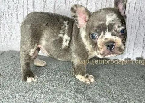 Francuski Buldog stenci egzoticnih boja - 8/8