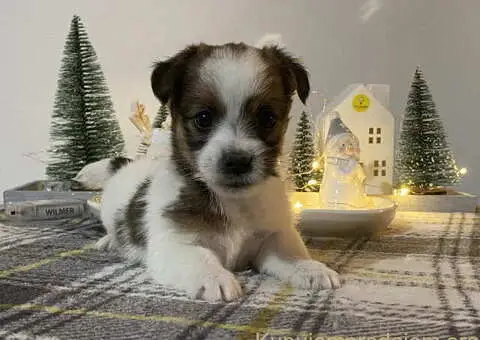 Dostupni oštrodlaki štenci dzek rasel terijera - 1/7