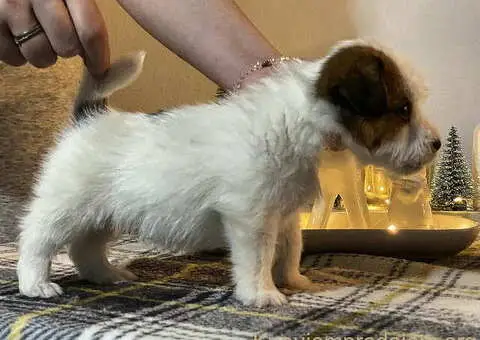 Dostupni oštrodlaki štenci dzek rasel terijera - 2/7