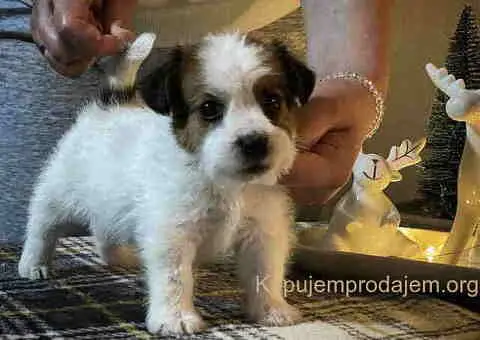 Dostupni oštrodlaki štenci dzek rasel terijera - 3/7