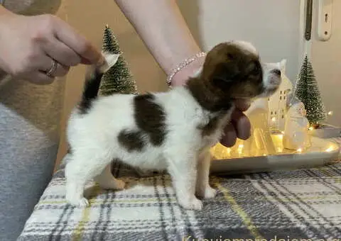 Dostupni oštrodlaki štenci dzek rasel terijera - 4/7