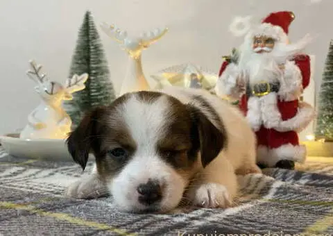 Dostupni oštrodlaki štenci dzek rasel terijera - 5/7