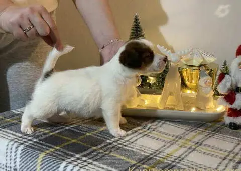 Dostupni oštrodlaki štenci dzek rasel terijera - 6/7