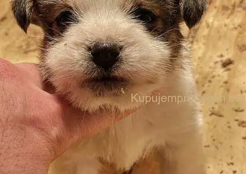 Dostupni oštrodlaki štenci dzek rasel terijera - 7/7