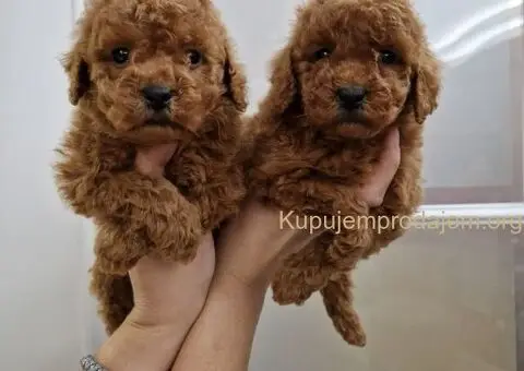 Prelepe malene pudle crvene boje - 1/5