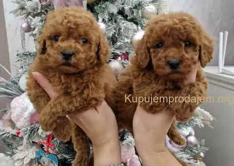 Prelepe malene pudle crvene boje - 2/5