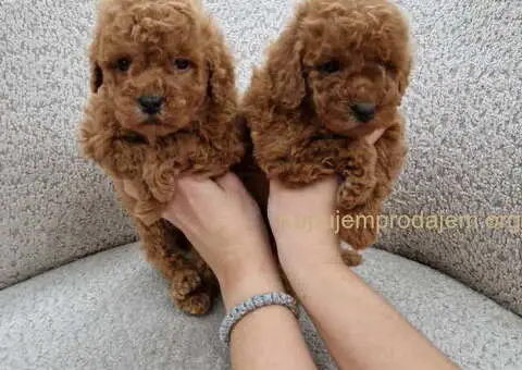 Prelepe malene pudle crvene boje - 3/5