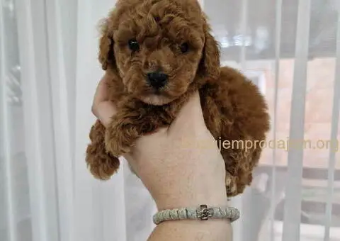 Prelepe malene pudle crvene boje - 4/5