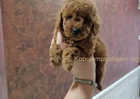 Prelepe malene pudle crvene boje - 5/5