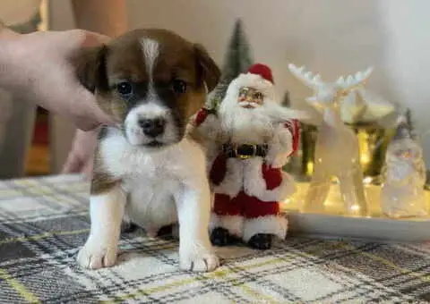 Kratkodlaki štenci džek rasel terijera - 1/3