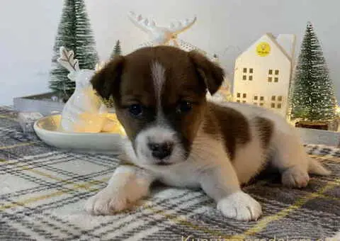 Kratkodlaki štenci džek rasel terijera - 2/3