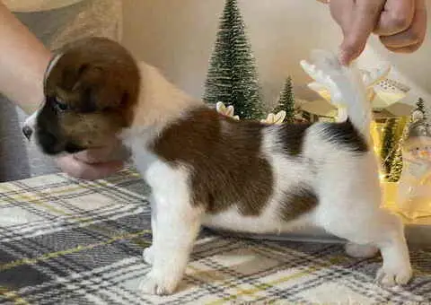 Kratkodlaki štenci džek rasel terijera - 3/3