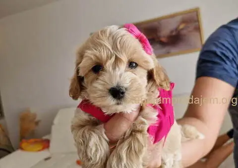 Preslatke bebice MALTIPOO - 1/4