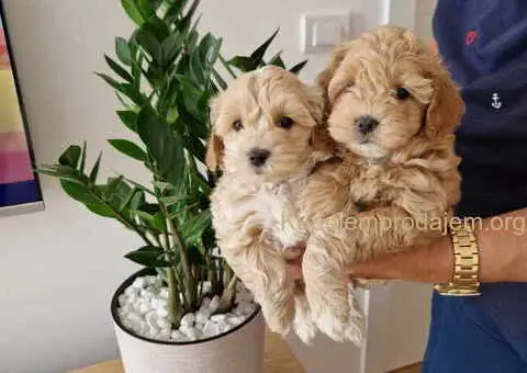 Preslatke bebice MALTIPOO - 3/4