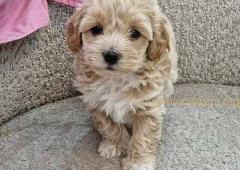Preslatke bebice MALTIPOO - 4/4