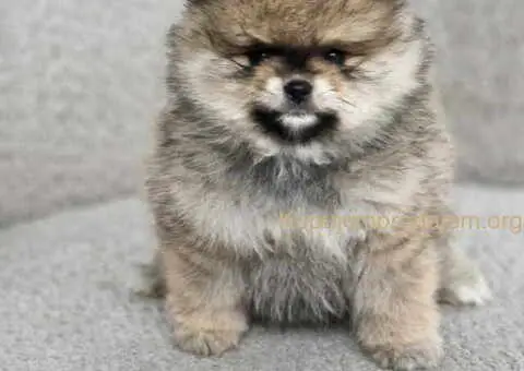 BOO teddy bear POMERANCI - 1/6