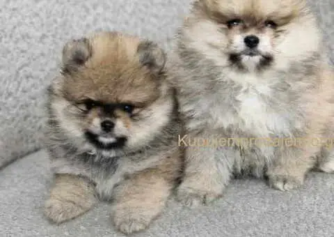 BOO teddy bear POMERANCI - 2/6
