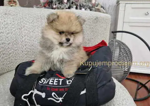 BOO teddy bear POMERANCI - 3/6