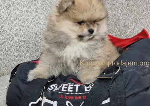 BOO teddy bear POMERANCI - 4/6