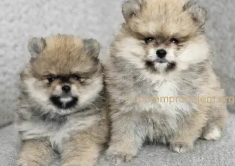 BOO teddy bear POMERANCI - 5/6