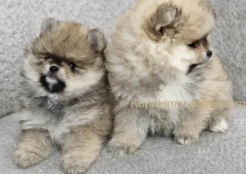 BOO teddy bear POMERANCI - 6/6