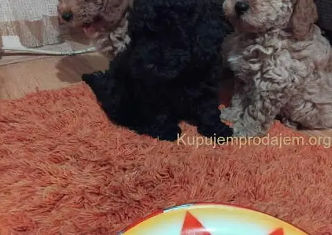 Na prodaju stenci patuljaste pudle - 1/6