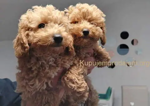 Na prodaju stenci patuljaste pudle - 2/6