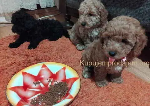 Na prodaju stenci patuljaste pudle - 3/6