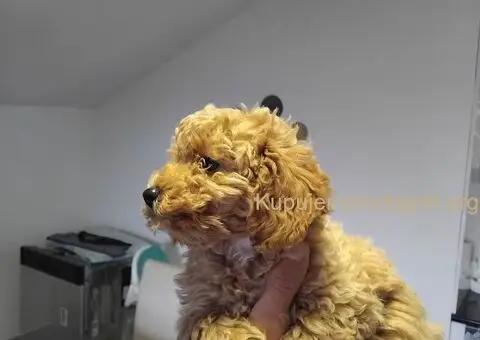 Na prodaju stenci patuljaste pudle - 4/6