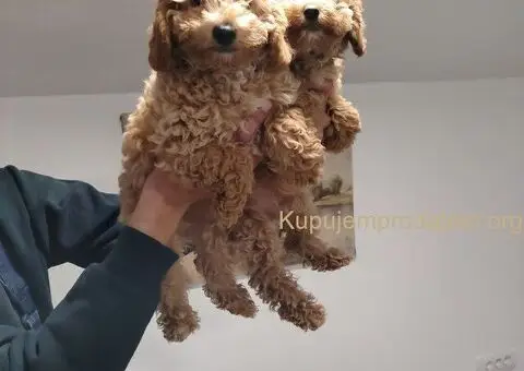 Na prodaju stenci patuljaste pudle - 5/6