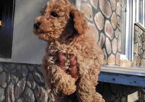 Na prodaju stenci patuljaste pudle - 6/6