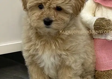 Maltipoo vrhunske genetike na prodaju - 1/8