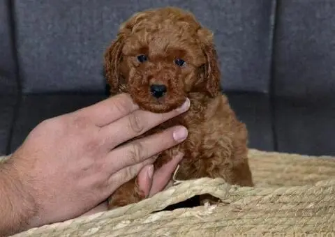 Patuljasta Pudla štenci - 1/11