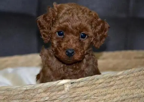 Patuljasta Pudla štenci - 3/11