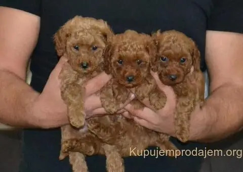 Patuljasta Pudla štenci - 5/11