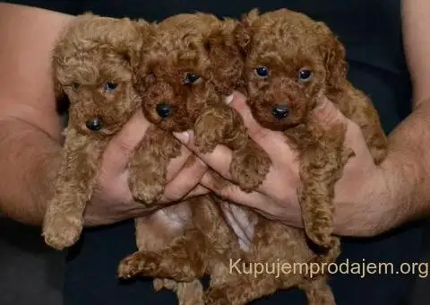 Patuljasta Pudla štenci - 6/11