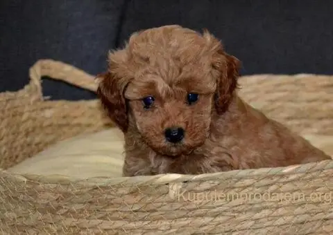 Patuljasta Pudla štenci - 7/11