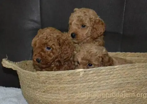 Patuljasta Pudla štenci - 8/11