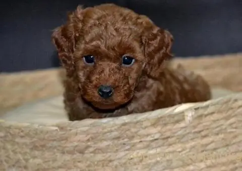 Patuljasta Pudla štenci - 9/11