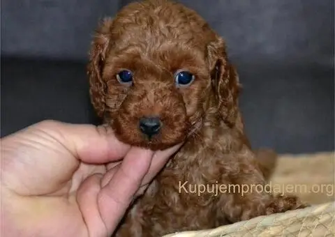 Patuljasta Pudla štenci - 10/11