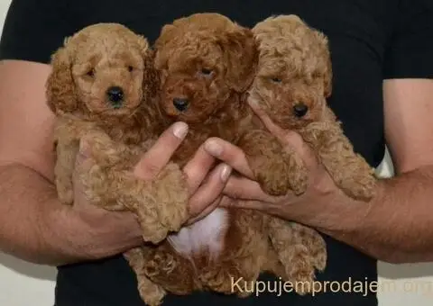 Patuljasta Pudla štenci - 11/11