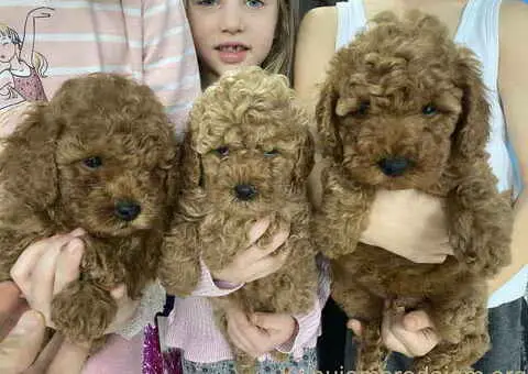 Predivne patuljaste PUDLE vrhunskog kvaliteta - 1/7