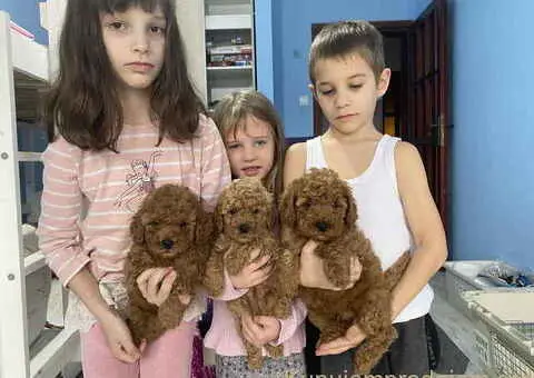 Predivne patuljaste PUDLE vrhunskog kvaliteta - 2/7