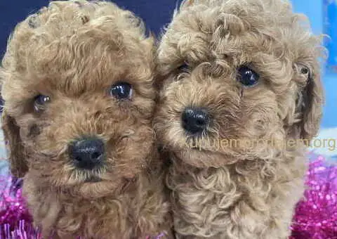 Predivne patuljaste PUDLE vrhunskog kvaliteta - 3/7